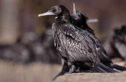 Image of Phalacrocorax Brisson 1760