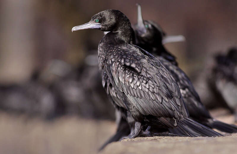 Plancia ëd Phalacrocorax sulcirostris (Brandt & JF 1837)