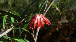 Image of Red Spider Flower