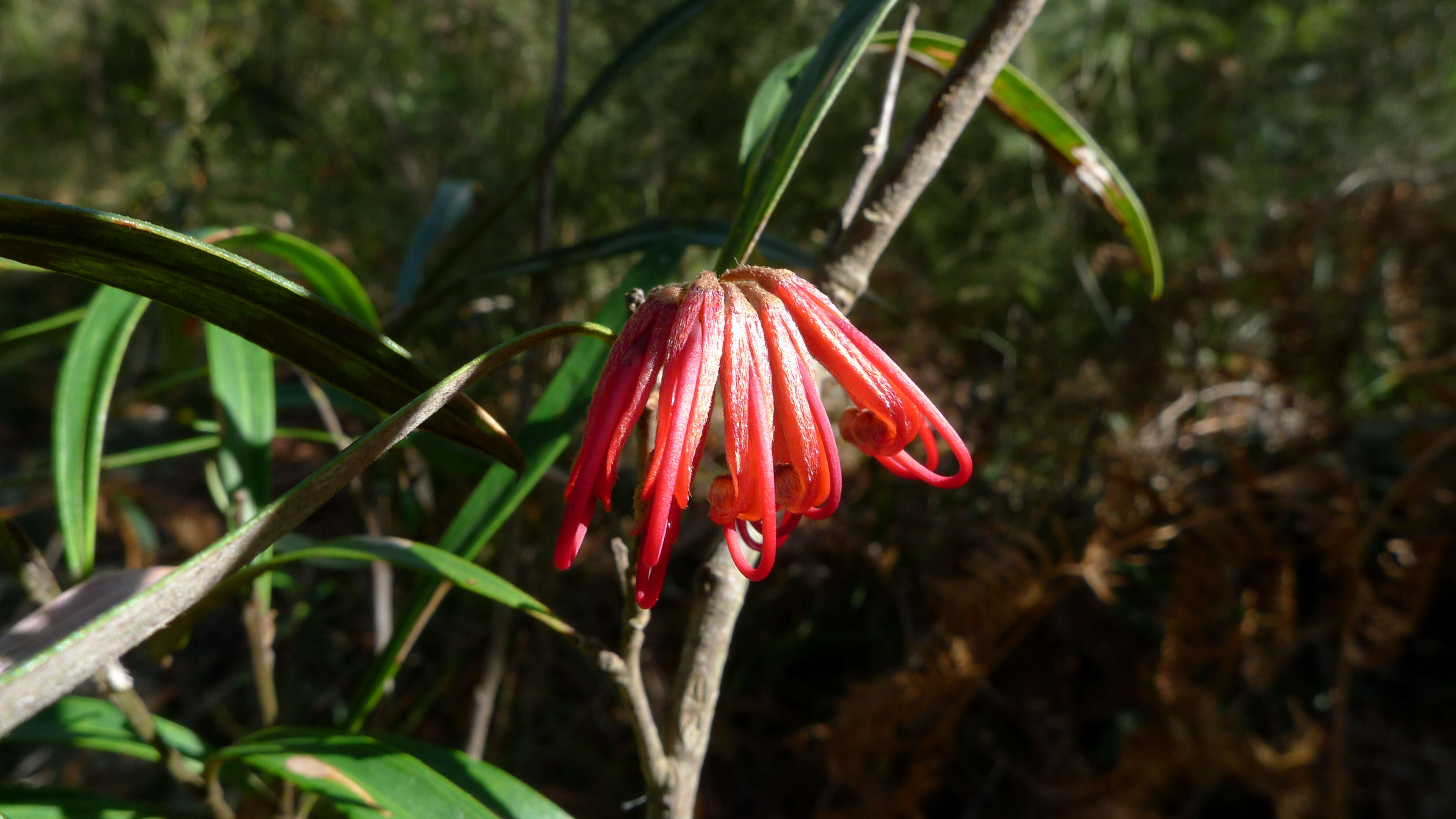 Image of Red Spider Flower