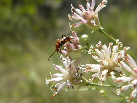 Image of Six-spotted Flower Strangalia