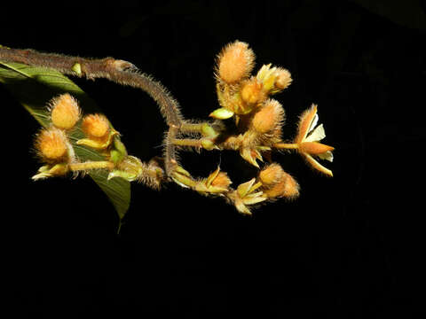 Image of Apeiba tibourbou Aubl.