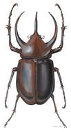 Image of Chalcosoma