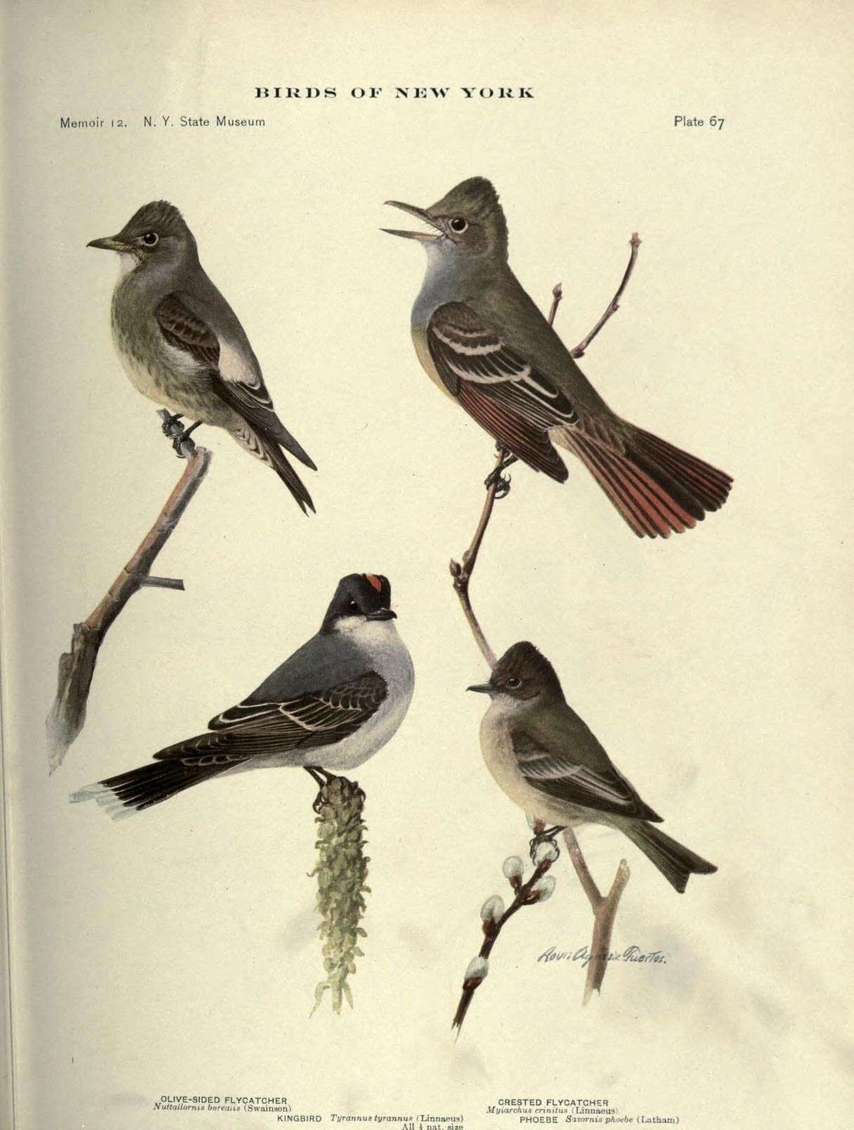 Image of Olive-Sided Flycatcher