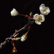 Image of Blackthorn