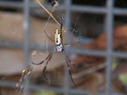Image of Nephilidae