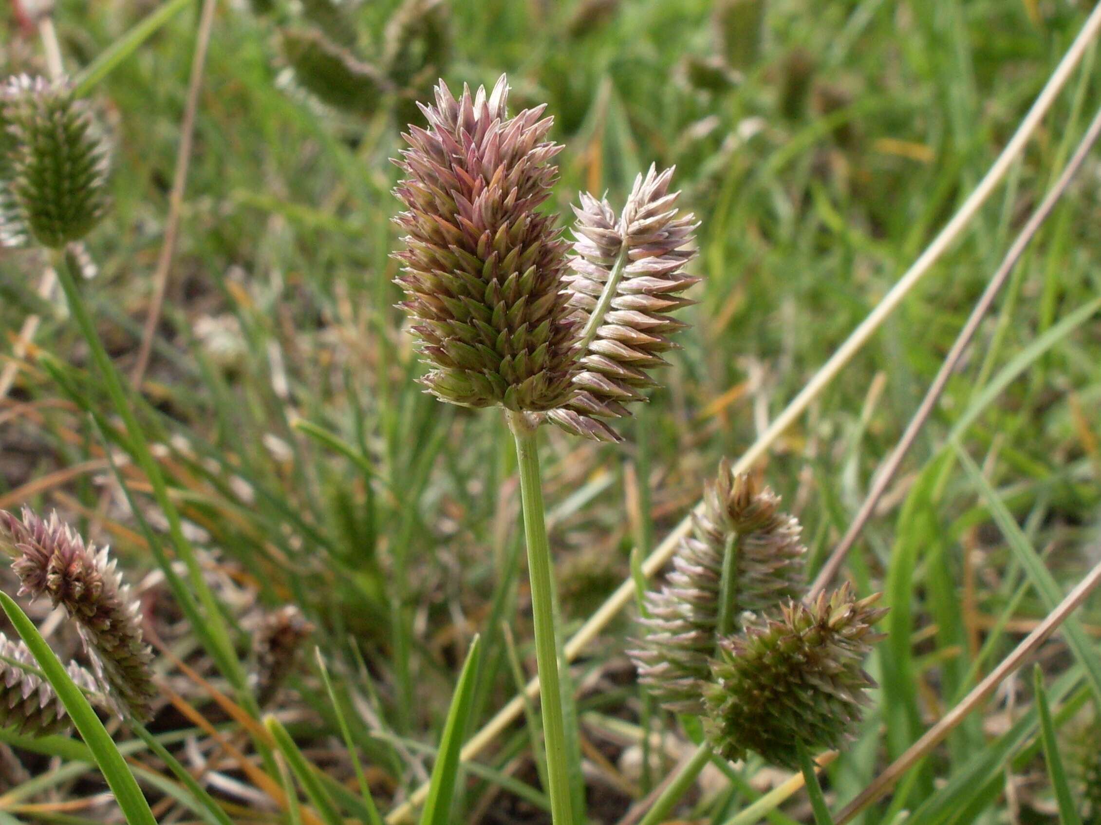 Image of threespike goosegrass