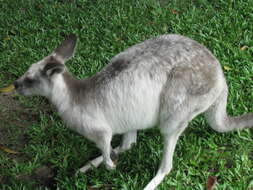 Image of Macropus giganteus giganteus Shaw 1790