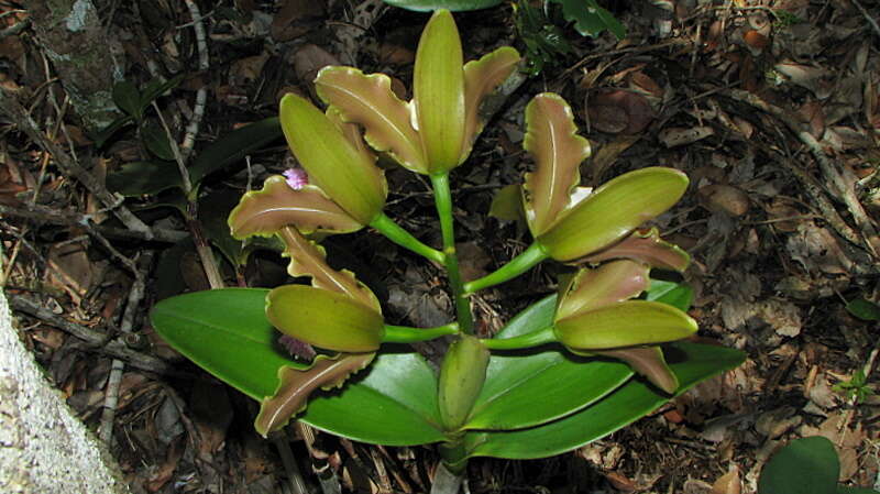 Image of Cattleya granulosa Lindl.