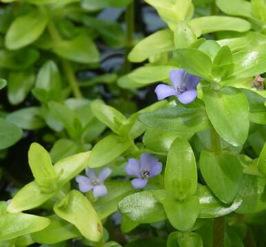 Image of blue waterhyssop