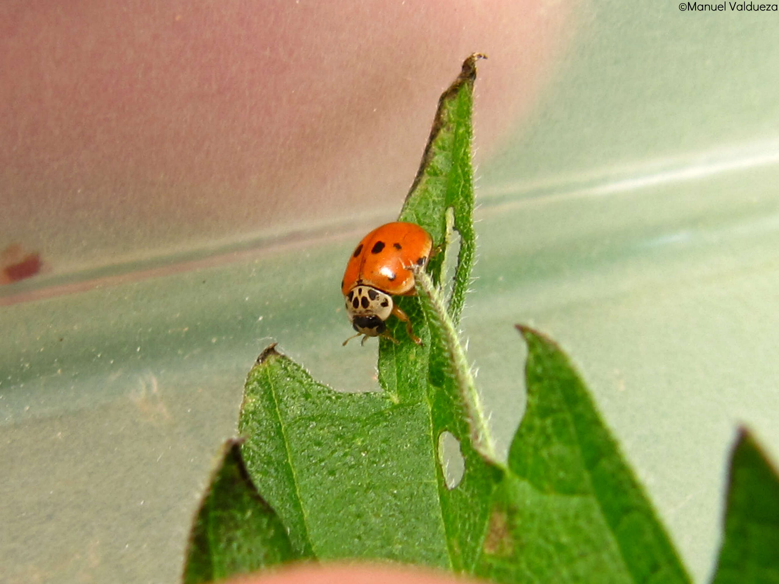 Image of ladybird beetles