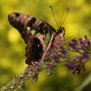 Image of Graphium agamemnon (Linnaeus 1758)