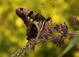 Image of Graphium