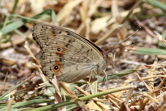 Image of Meadow Argus