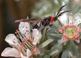 صورة Hestiochora tricolor Walker 1854