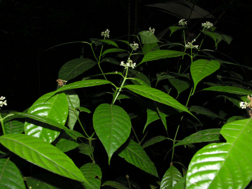 Palicourea acuminata (Benth.) Borhidi resmi