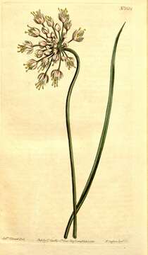 Image of Lady's leek