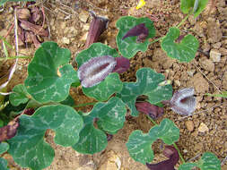 Image of Aristolochia chilensis Miers