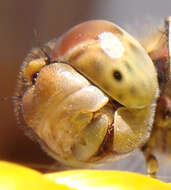 Image of Sympetrum Newman 1833