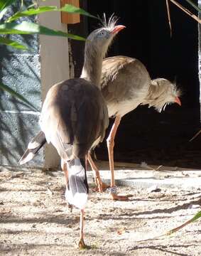 Image of Cariama Brisson 1760