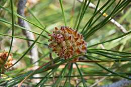 Image of Pine