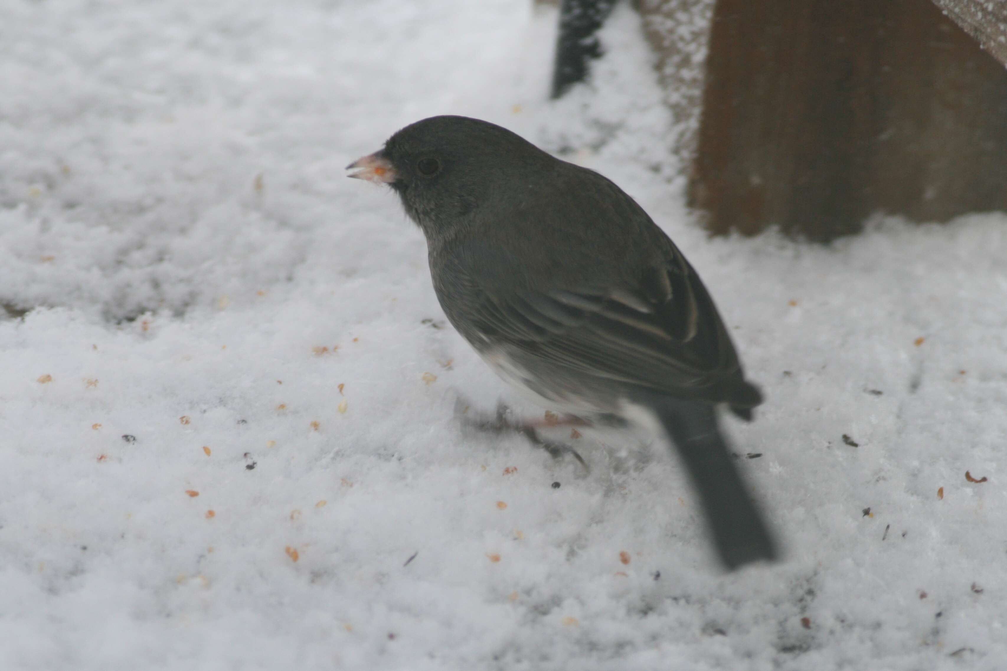 Image of juncos