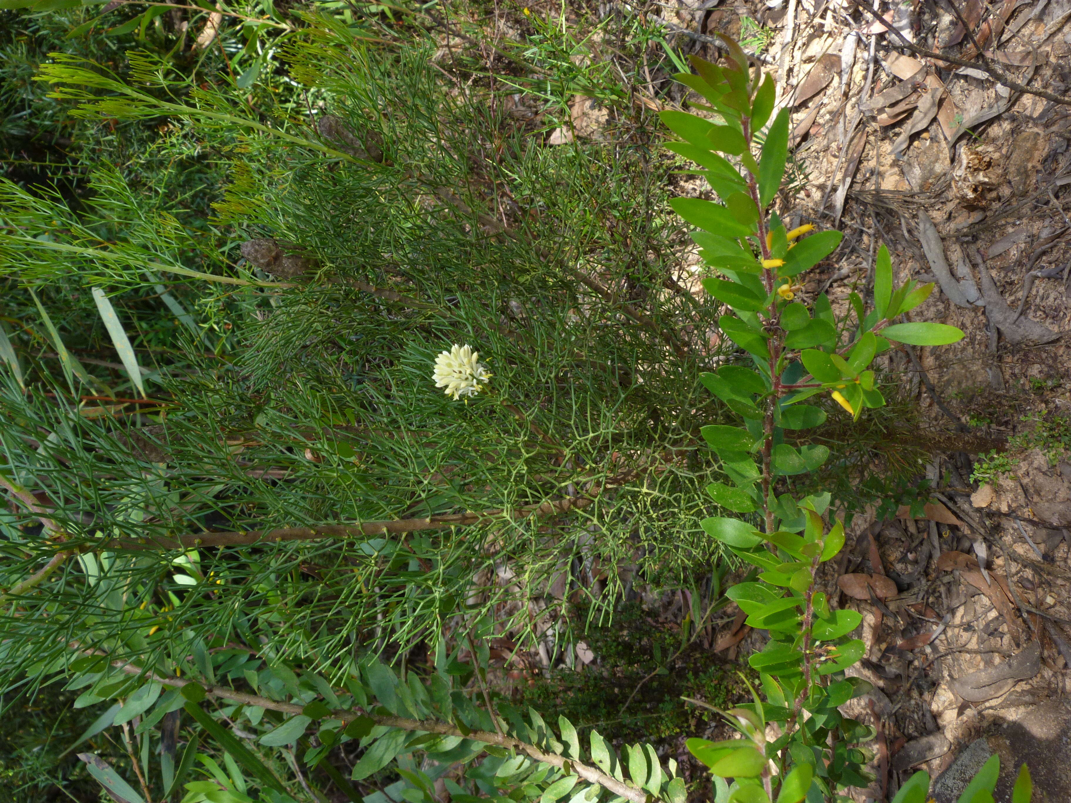 Image of Petrophile