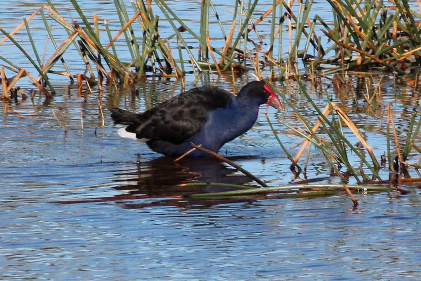 Image of Swamphen