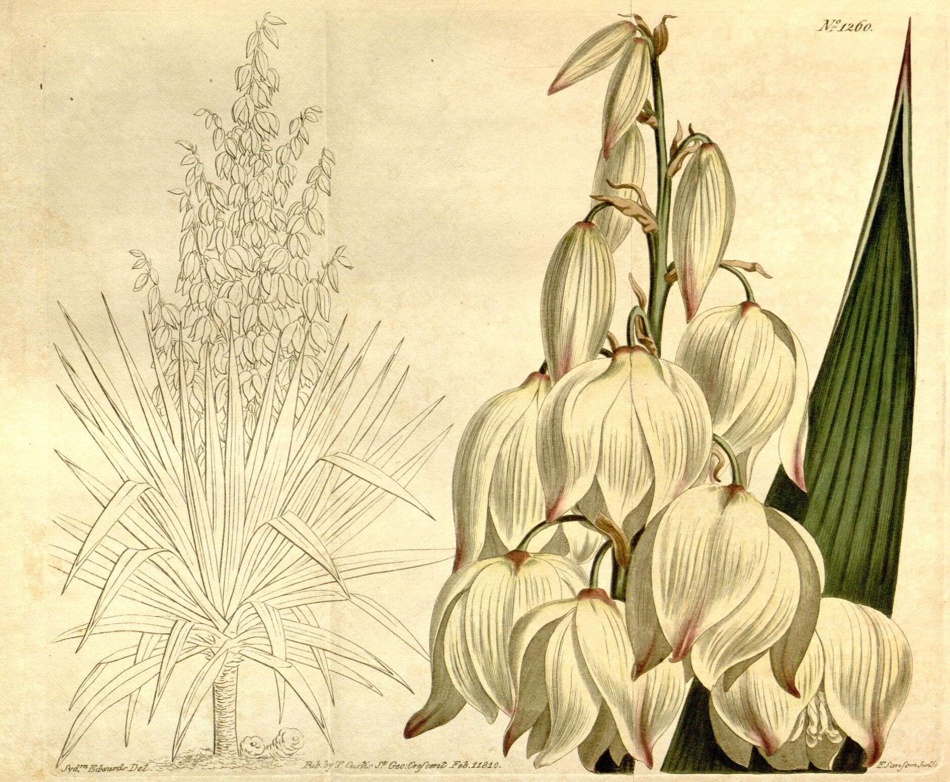 Image of moundlily yucca