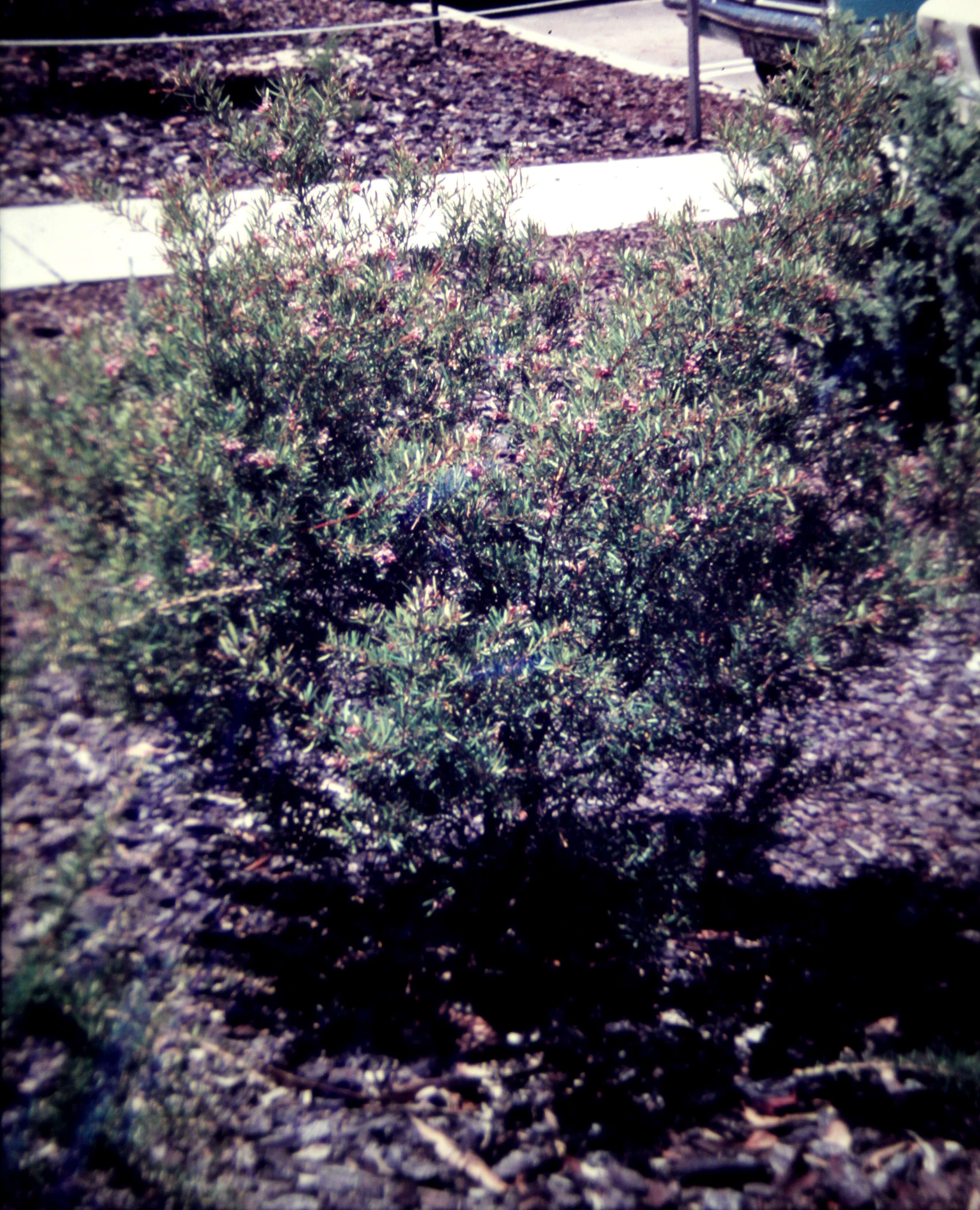 Image of Grevillea sericea (Sm.) R. Br.