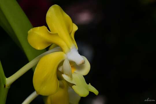 Image of Vanda denisoniana Benson & Rchb. fil.