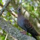 Image of Columba guinea phaeonota Gray & GR 1856