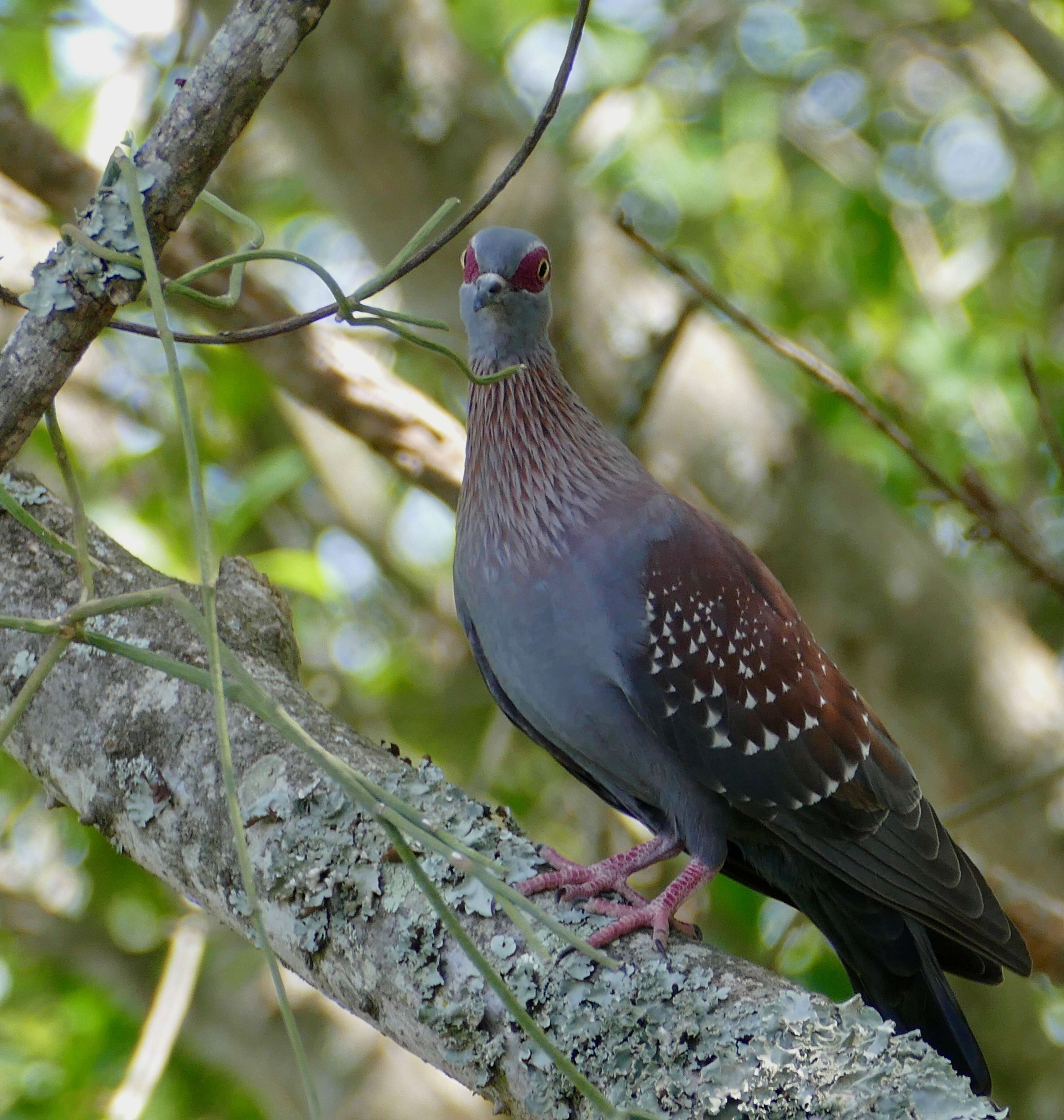 Image of Columba guinea phaeonota Gray & GR 1856