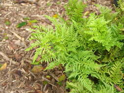 Imagem de Pteris dentata Forsk.