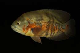Image of Astronotus