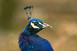 Image of Pavo Linnaeus 1758