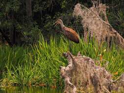 Image of limpkins