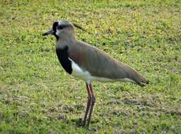 Image of Lapwing