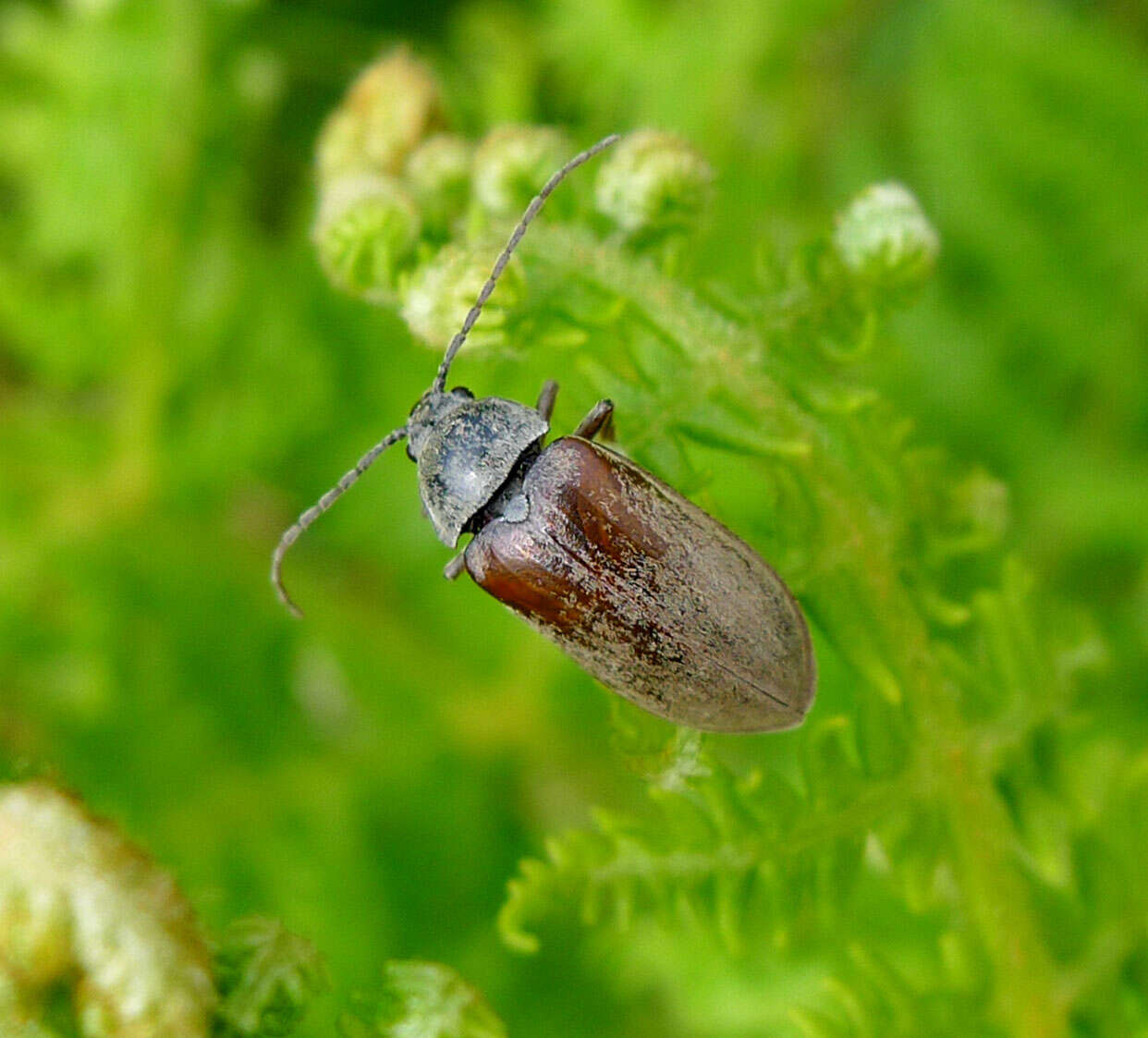 Image of dascillid soft-bodied plant beetles