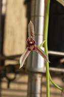Image of Boat orchids