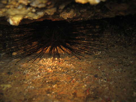 Image of long-spined urchin