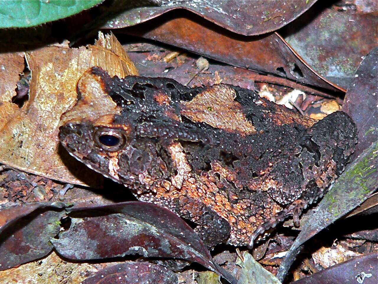 صورة Sclerophrys camerunensis (Parker 1936)