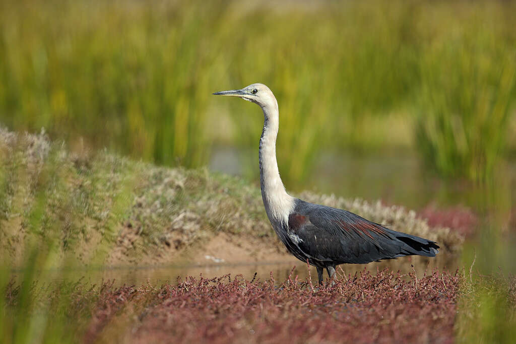 Image of Pacific Heron