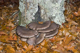 Image of basidiomycete fungi