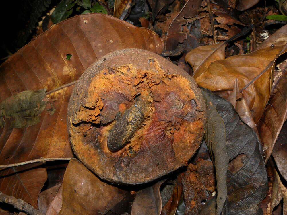 Pouteria laevigata (Mart.) Radlk. resmi