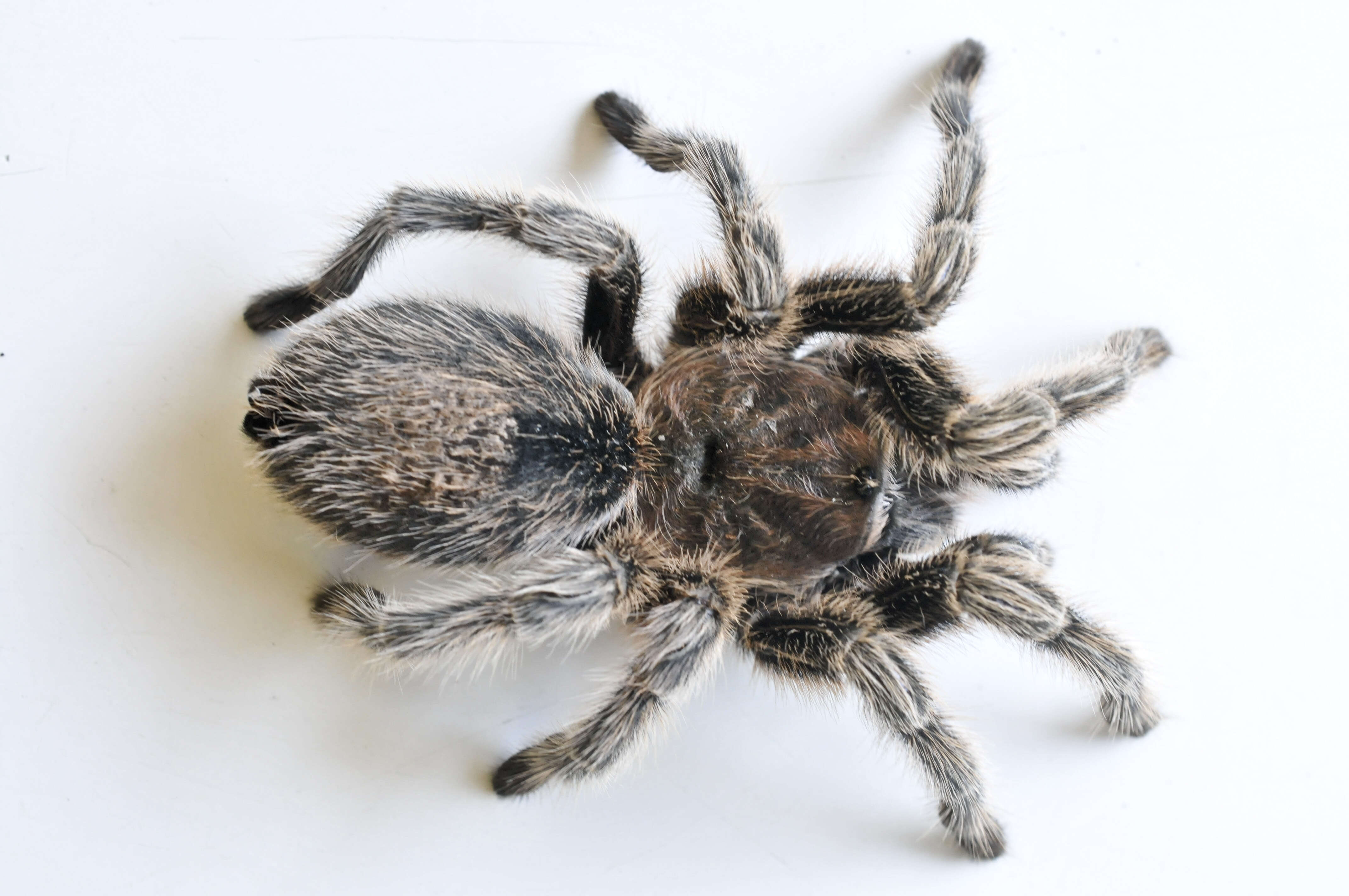 Image of Grammostola