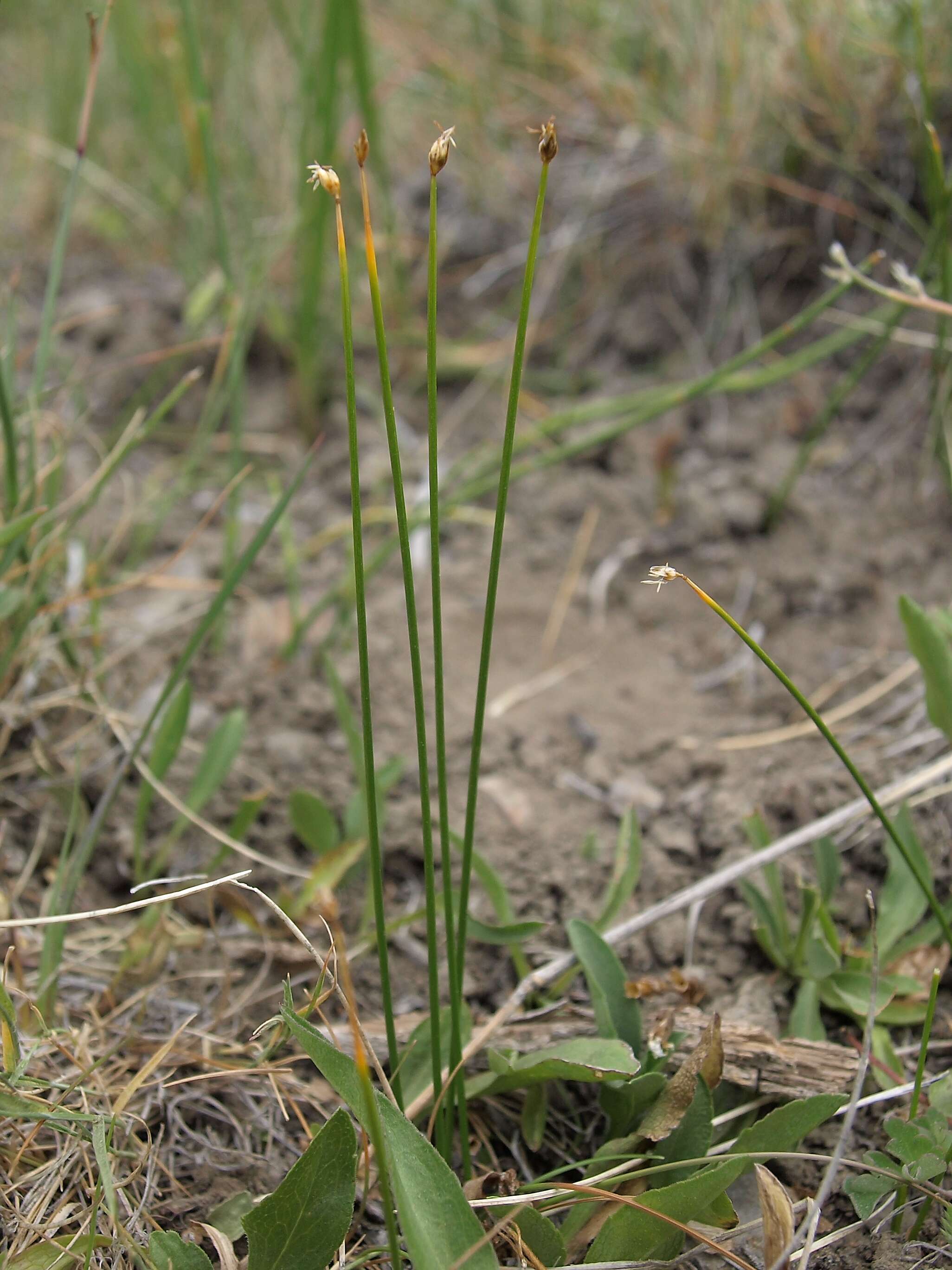 Plancia ëd Trichophorum pumilum (Vahl) Schinz & Thell.