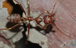 Image of weaver ant