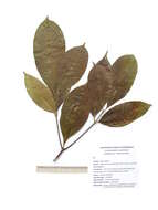 Sivun Tabernaemontana flavicans Willd. ex Roem. & Schult. kuva
