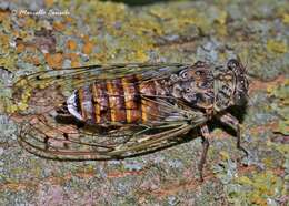 Image of Cicada